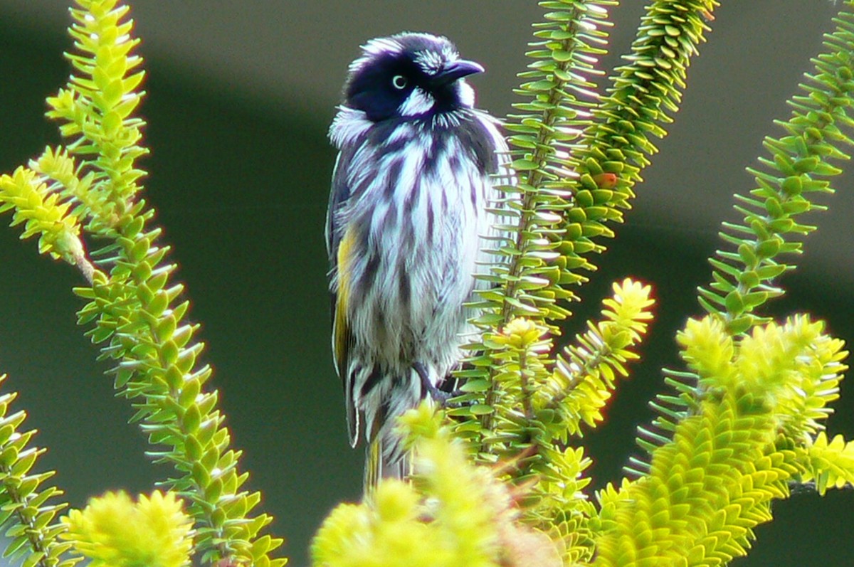 New Holland Honeyeater - Adam Jackson