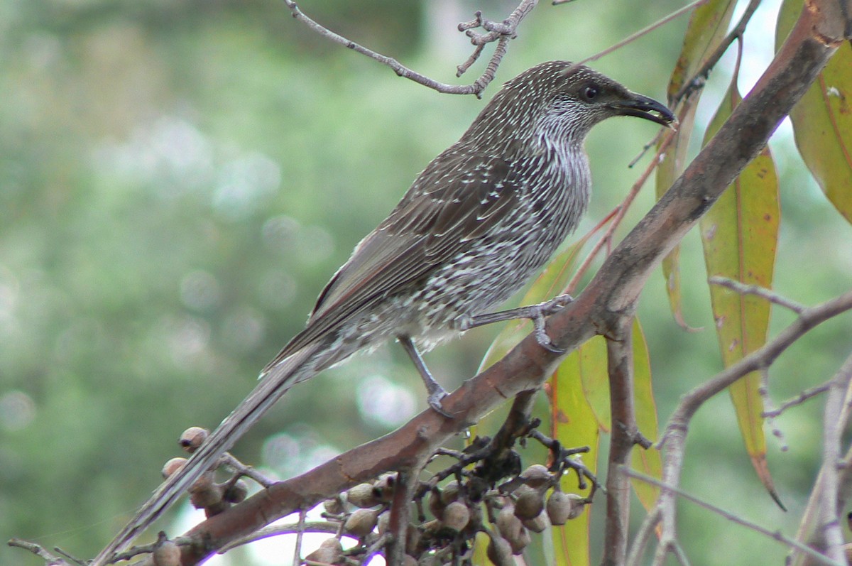 Little Wattlebird - ML68232471