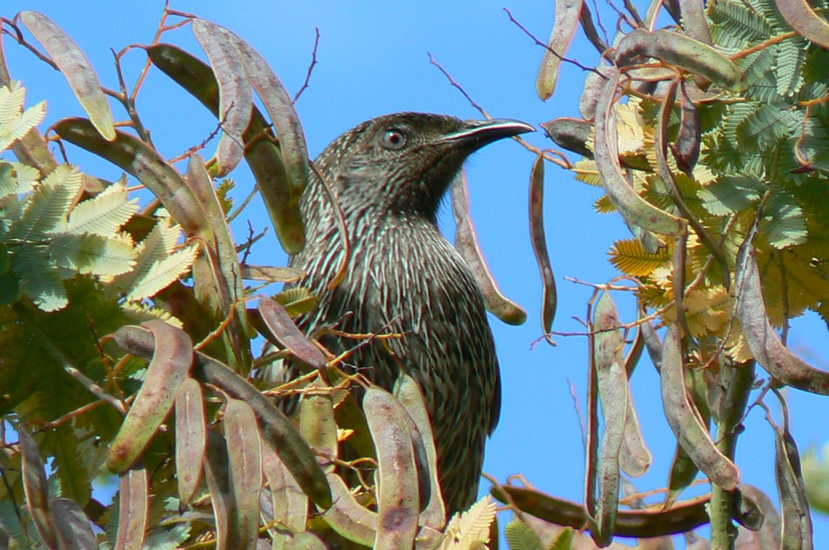 Little Wattlebird - ML68232481