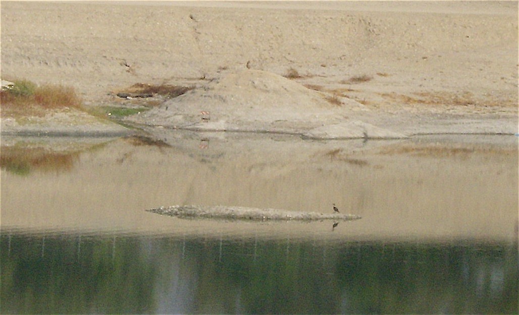 Blue-footed Booby - ML68232561