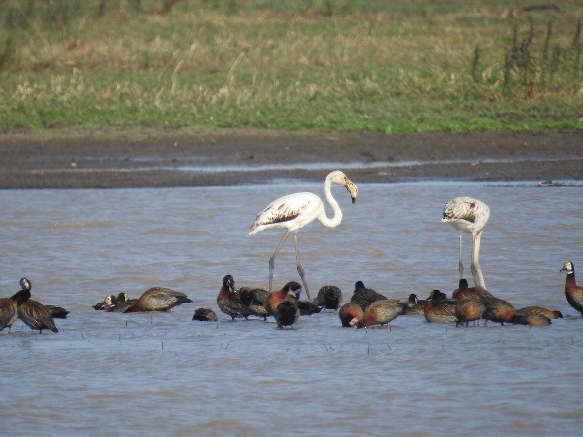 Greater Flamingo - ML68233541