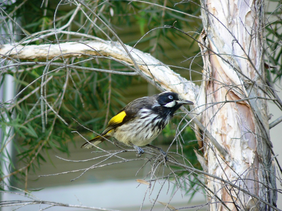 New Holland Honeyeater - ML68233611