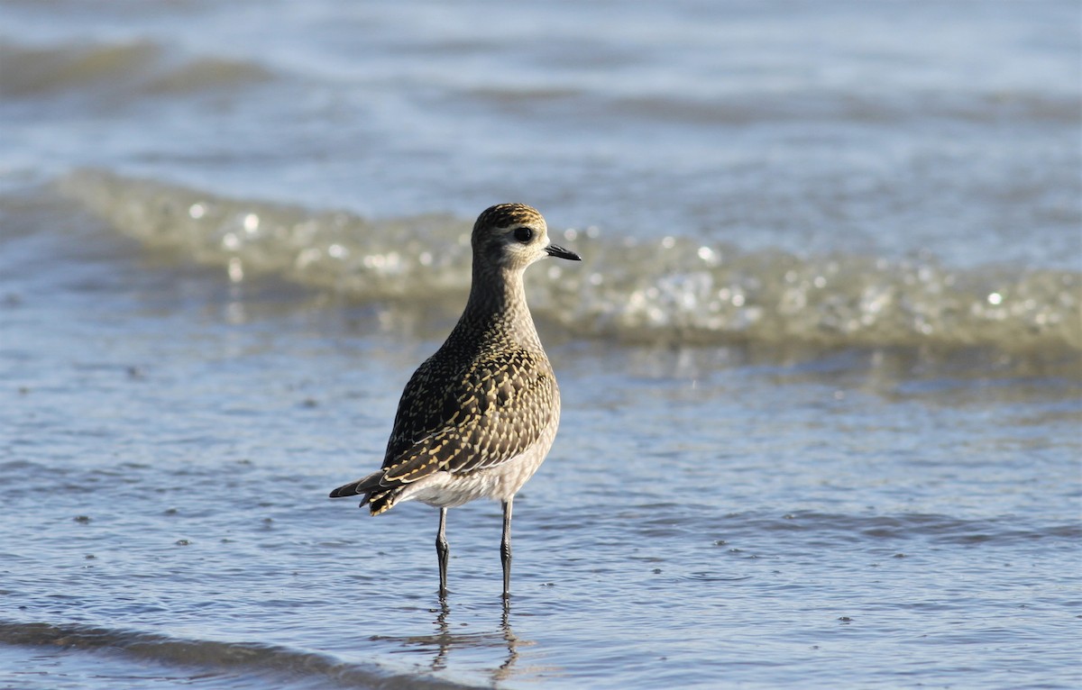 American Golden-Plover - ML68235311