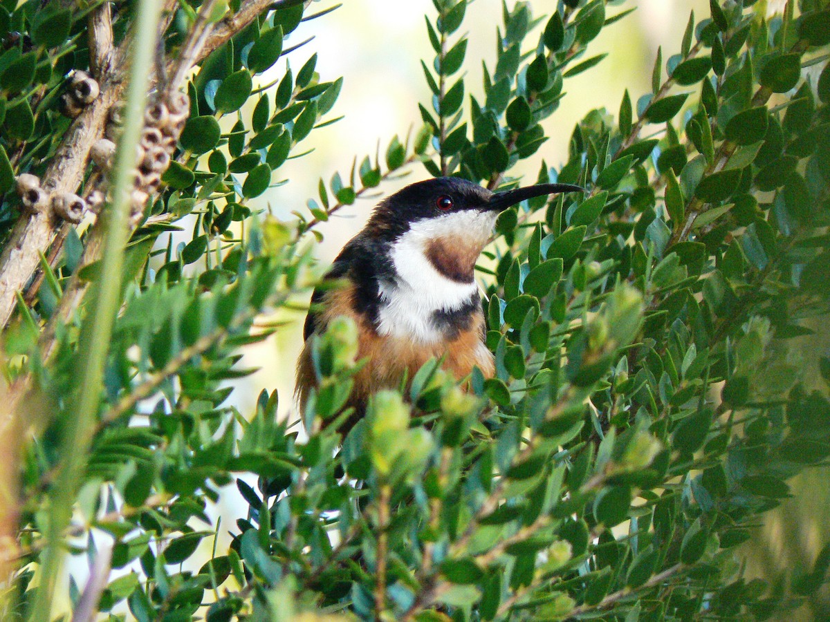 Eastern Spinebill - ML68235751