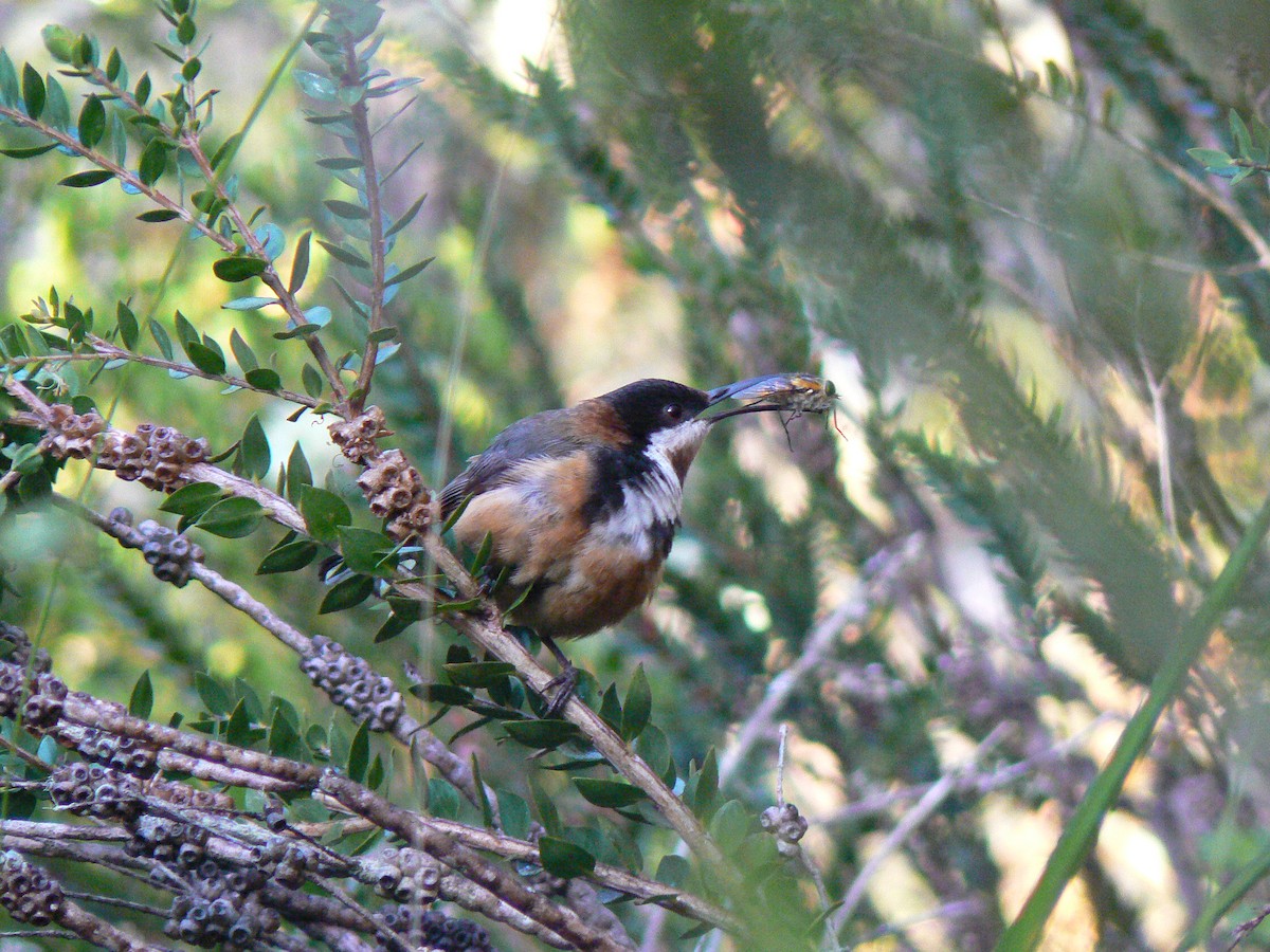 Eastern Spinebill - ML68235761