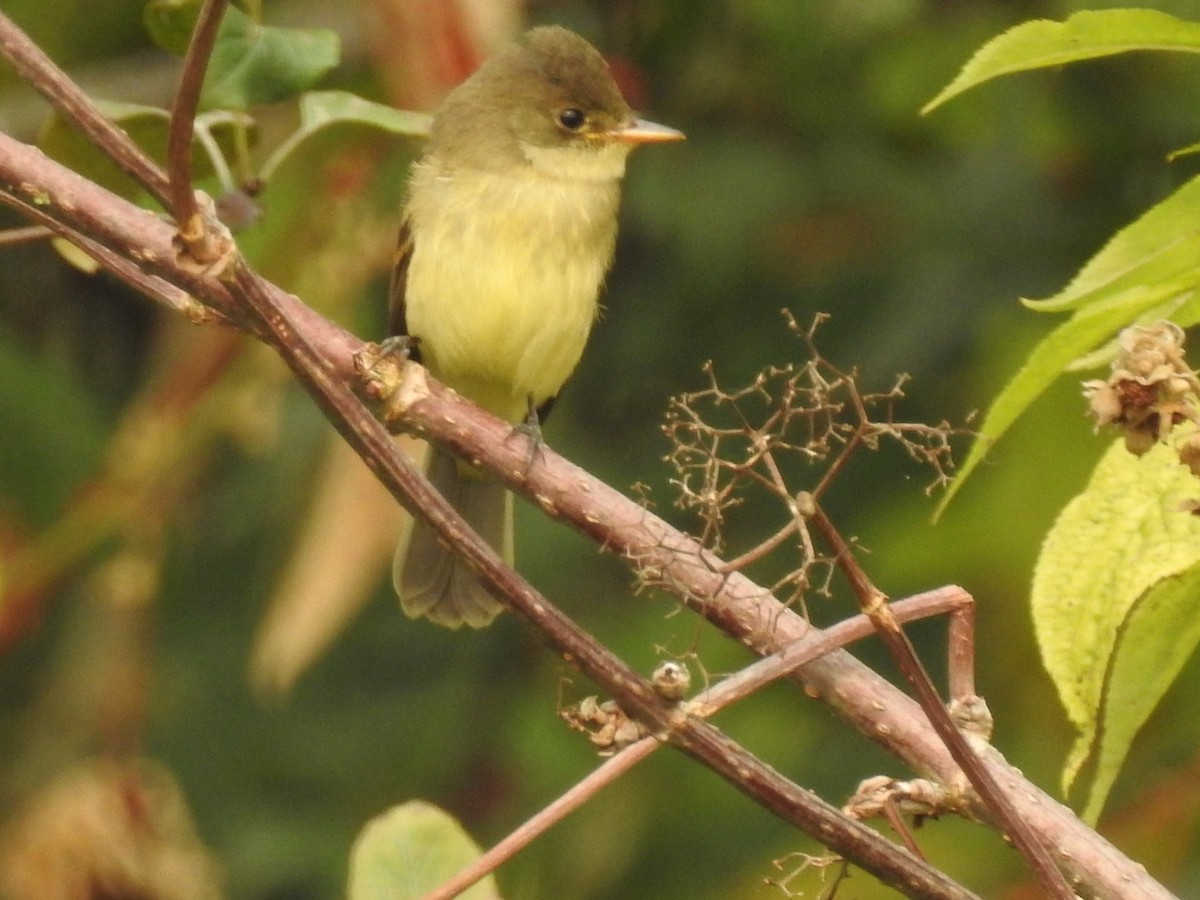 חטפית Empidonax בלתי-מזוהה - ML68237831