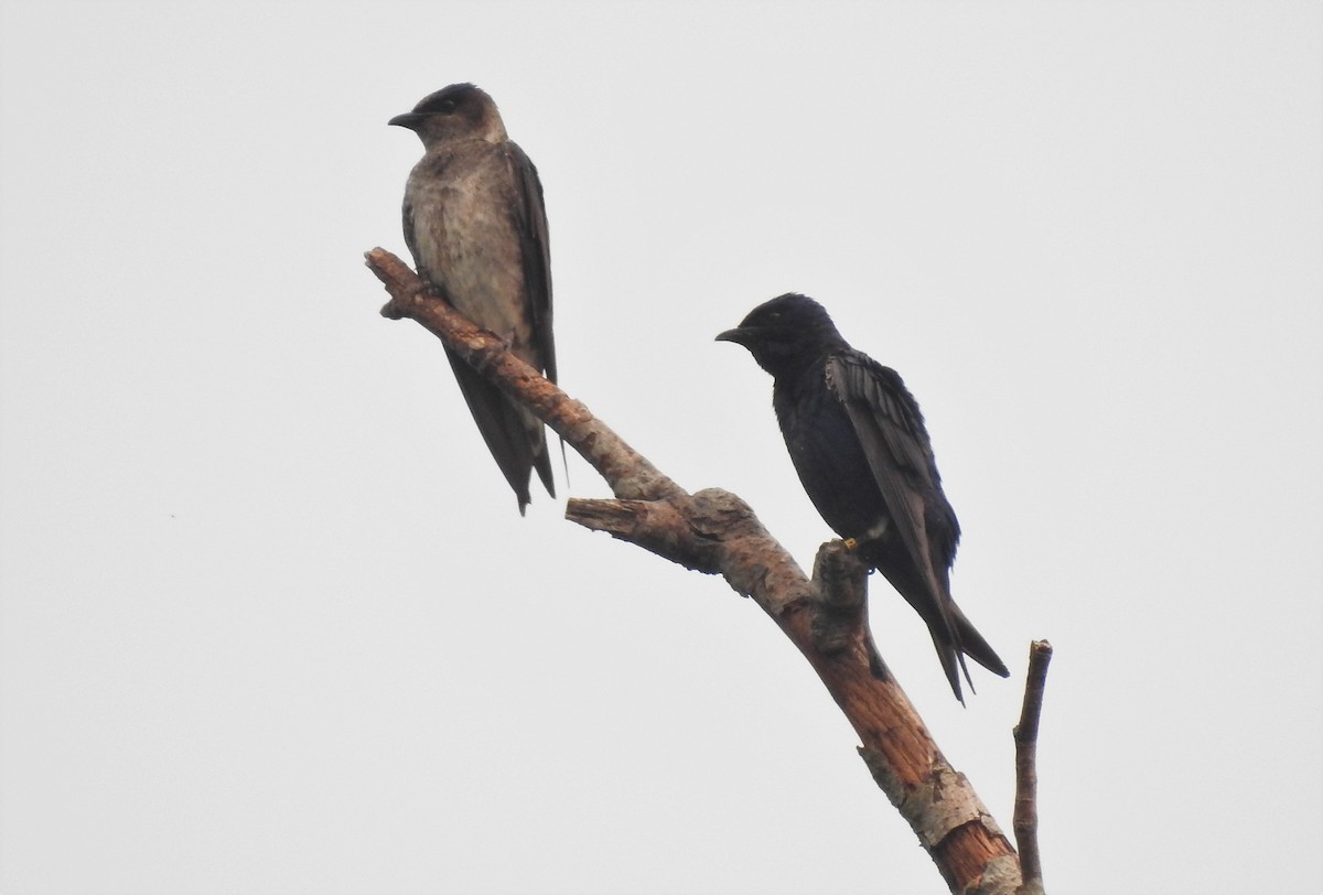 Purple Martin - Cos van Wermeskerken