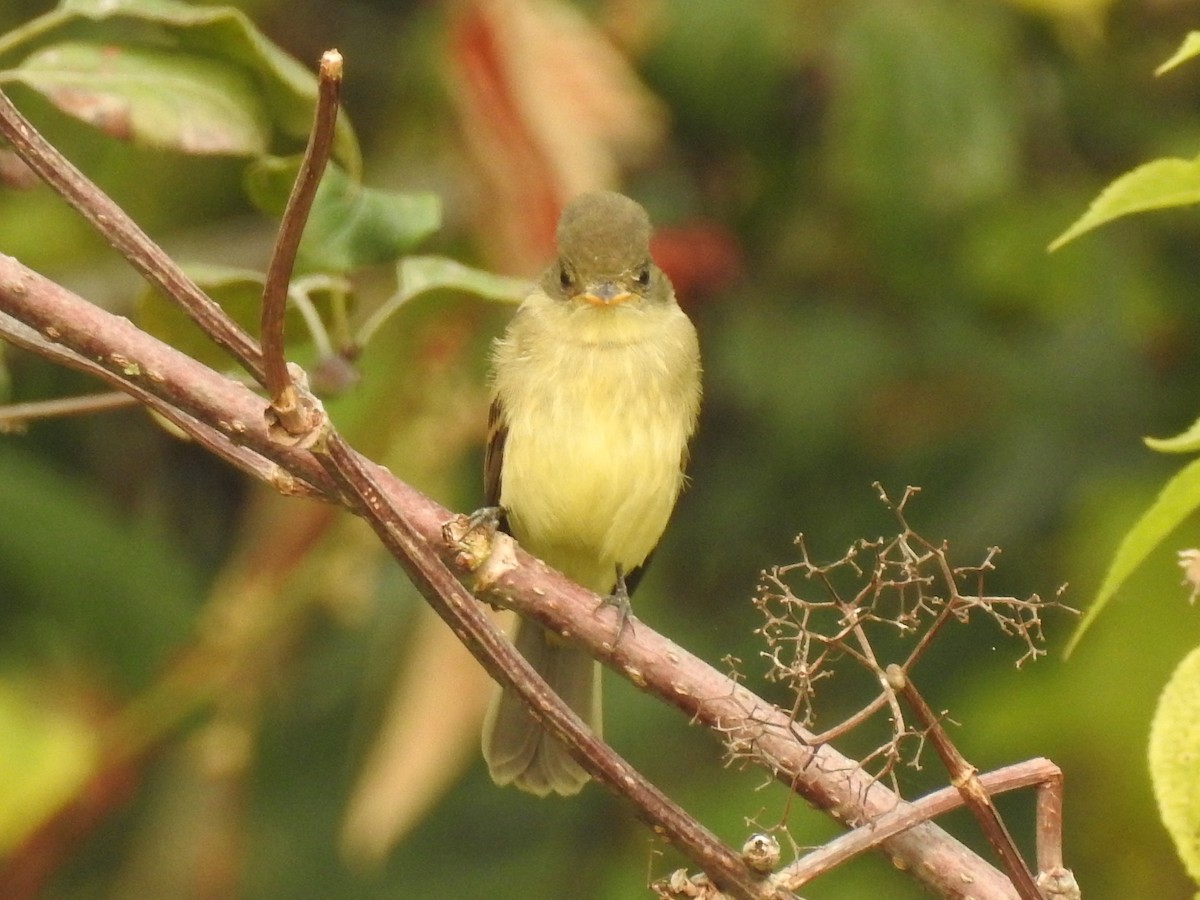 Mosquero sp. (Empidonax sp.) - ML68237851