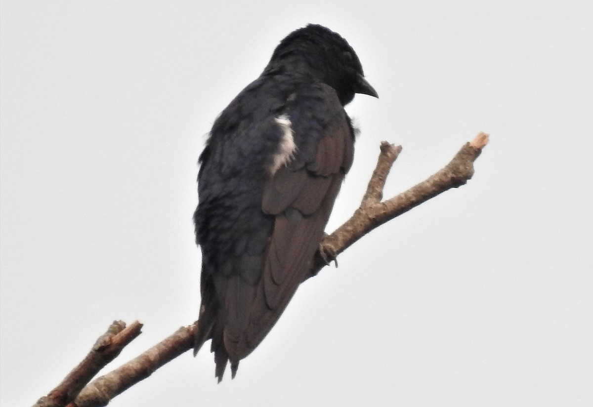 Purple Martin - ML68237861