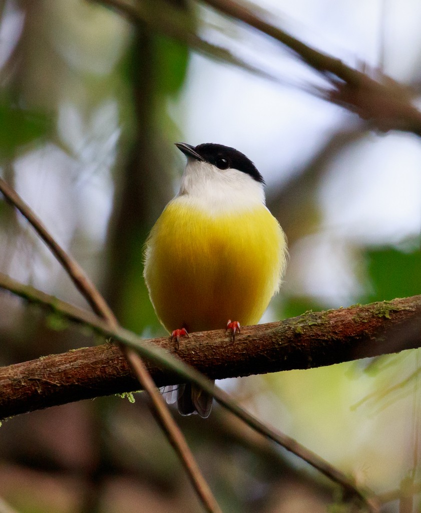 White-collared Manakin - ML68239741