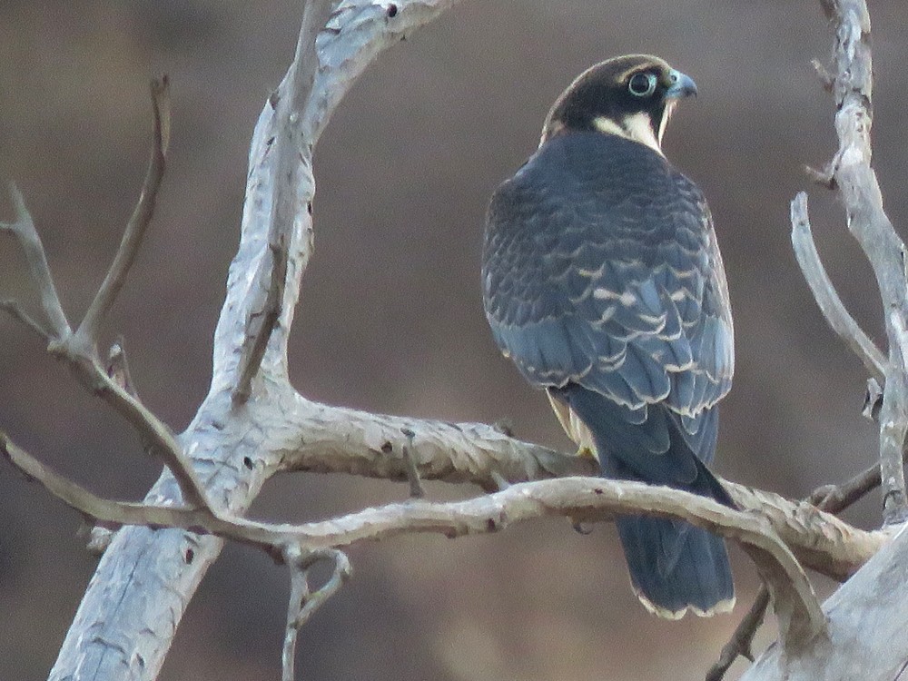 Eurasian Hobby - Pedro Fernandes