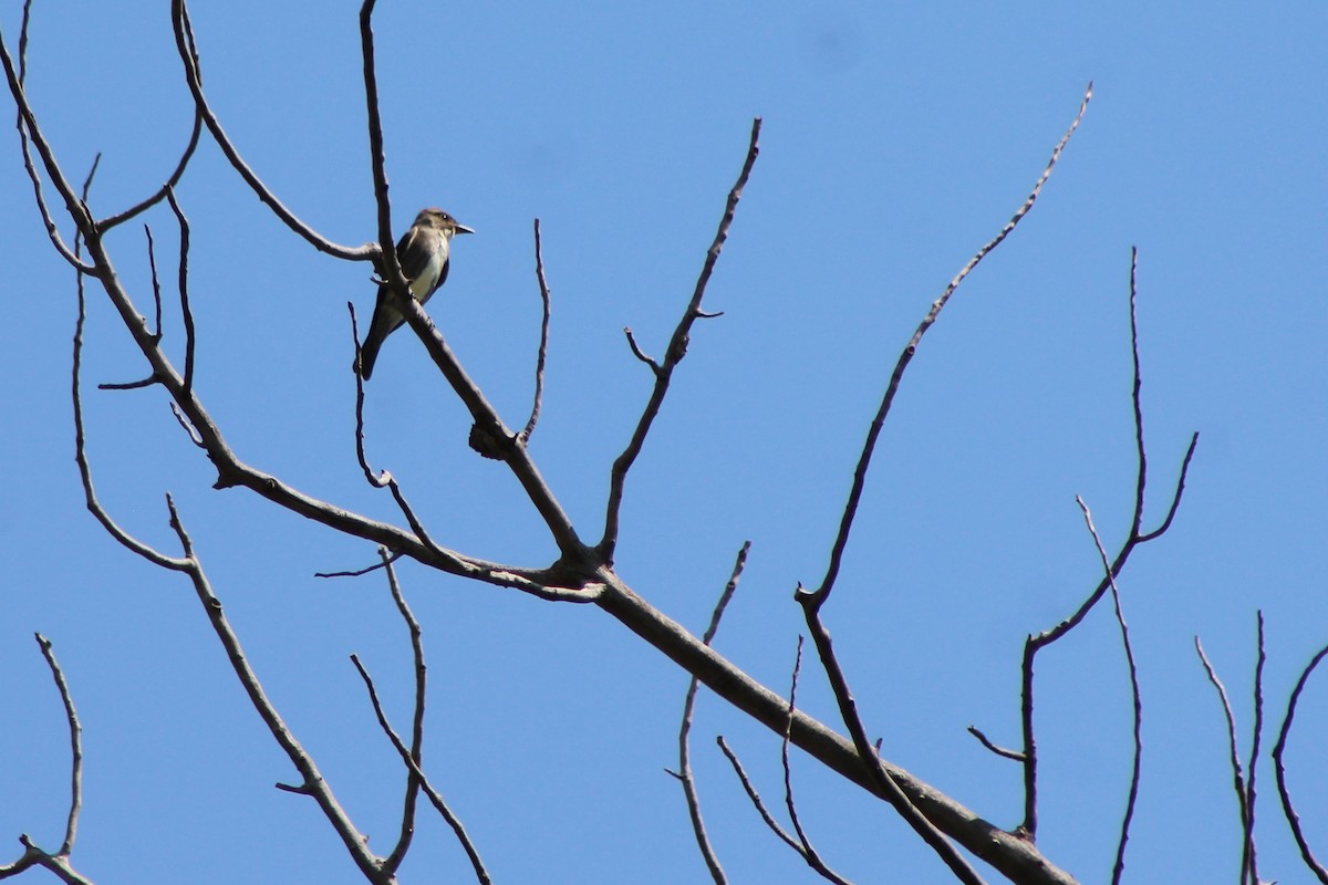 Olive-sided Flycatcher - ML68241761