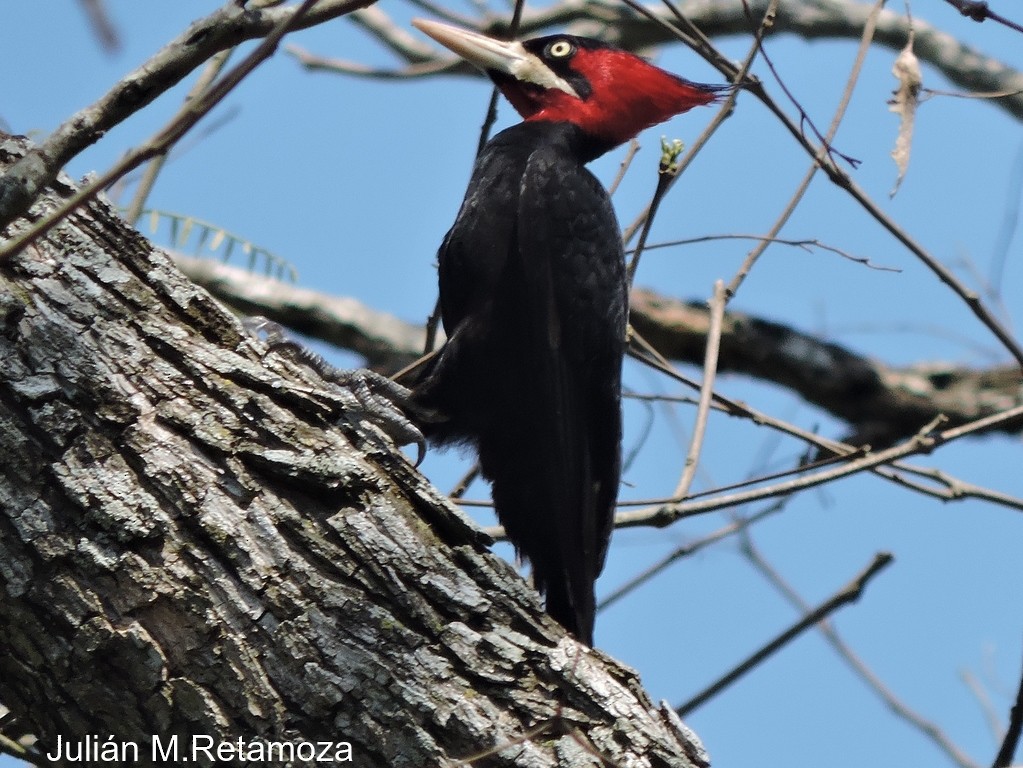 Cream-backed Woodpecker - Julián Retamoza