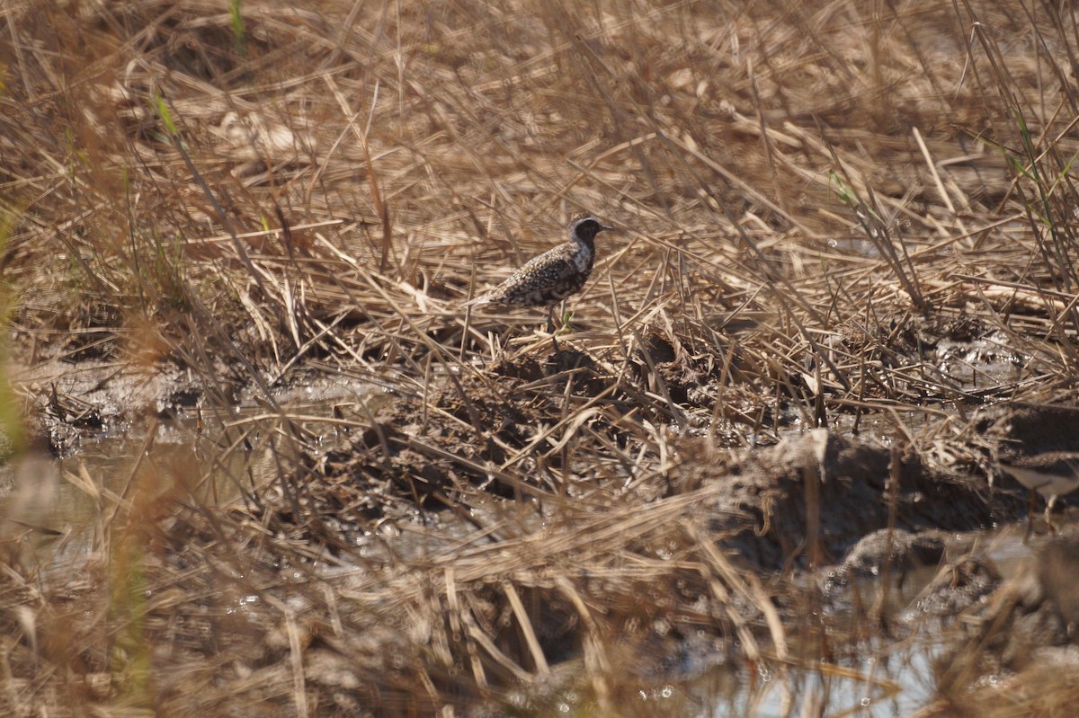 חופזי אמריקני - ML68243511