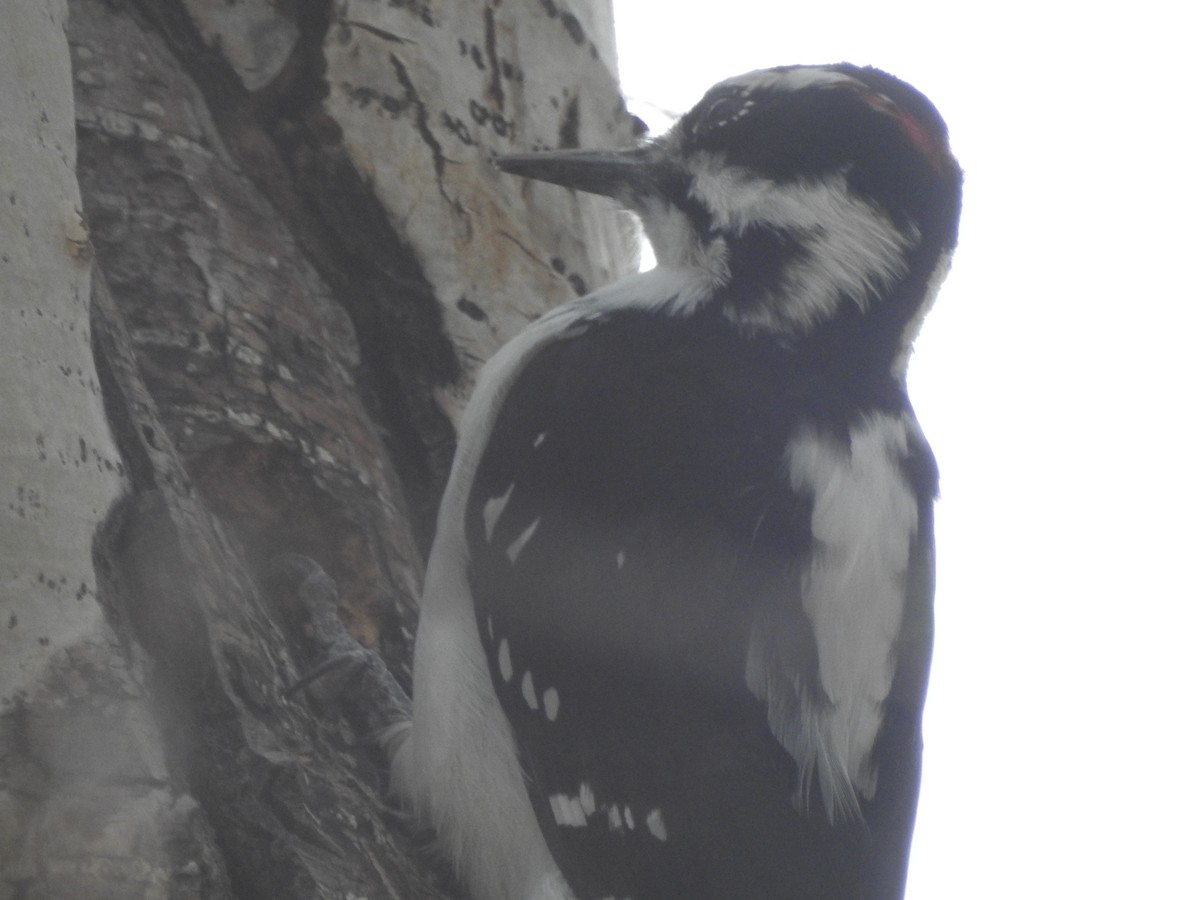 Hairy Woodpecker - ML68243811