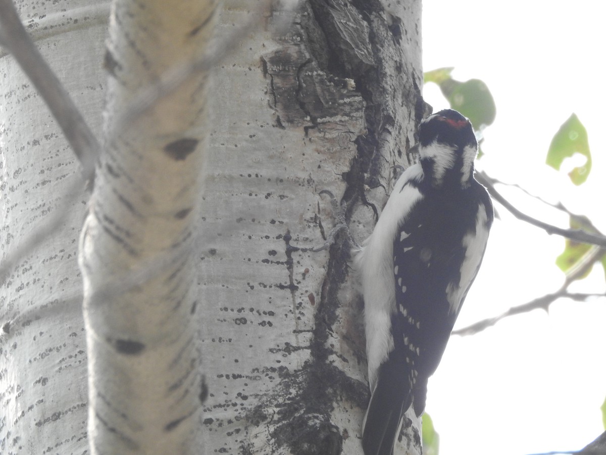 Hairy Woodpecker - ML68243821