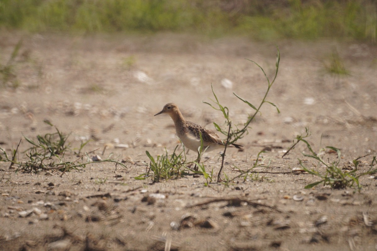 Buff-breasted Sandpiper - Robert Ake