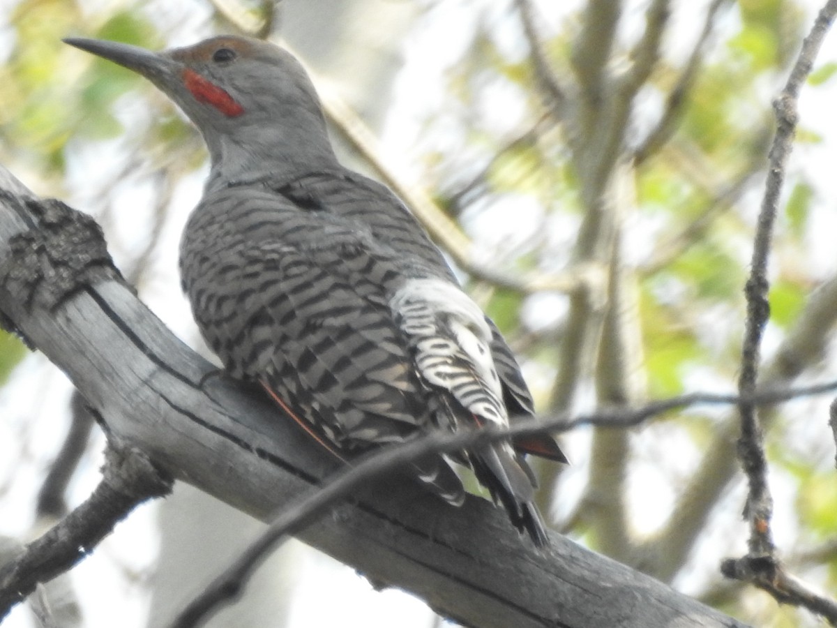 Northern Flicker (Red-shafted) - ML68243891