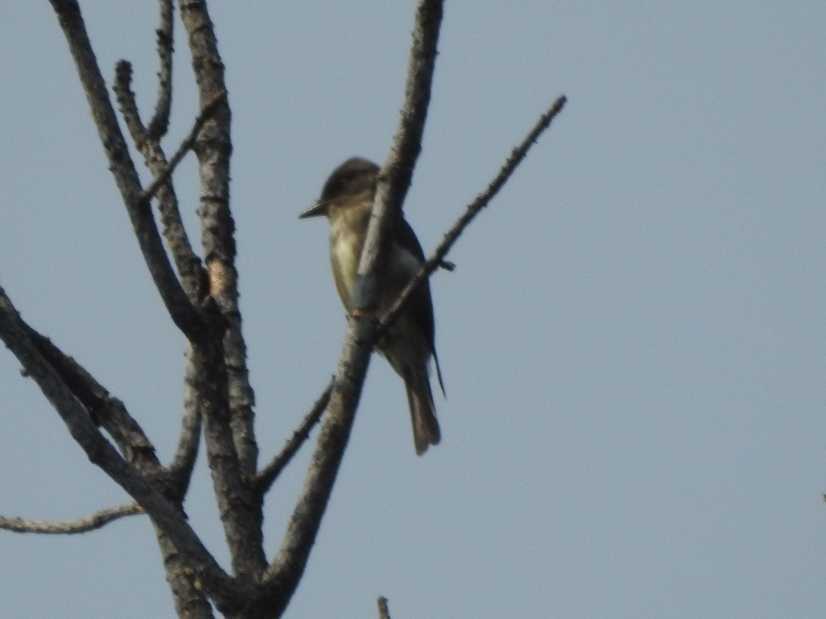 Olive-sided Flycatcher - ML68244181