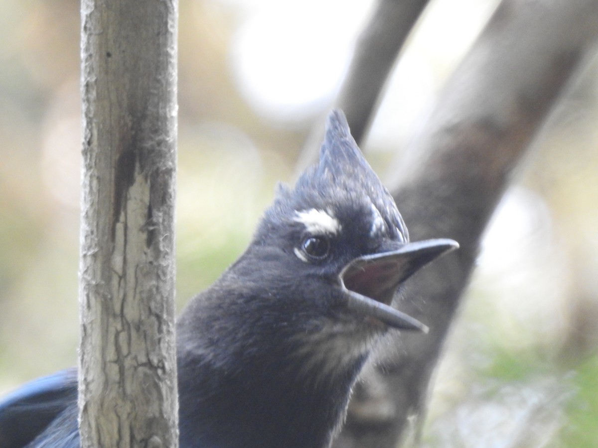 Steller's Jay (Southwest Interior) - Tom Wuenschell