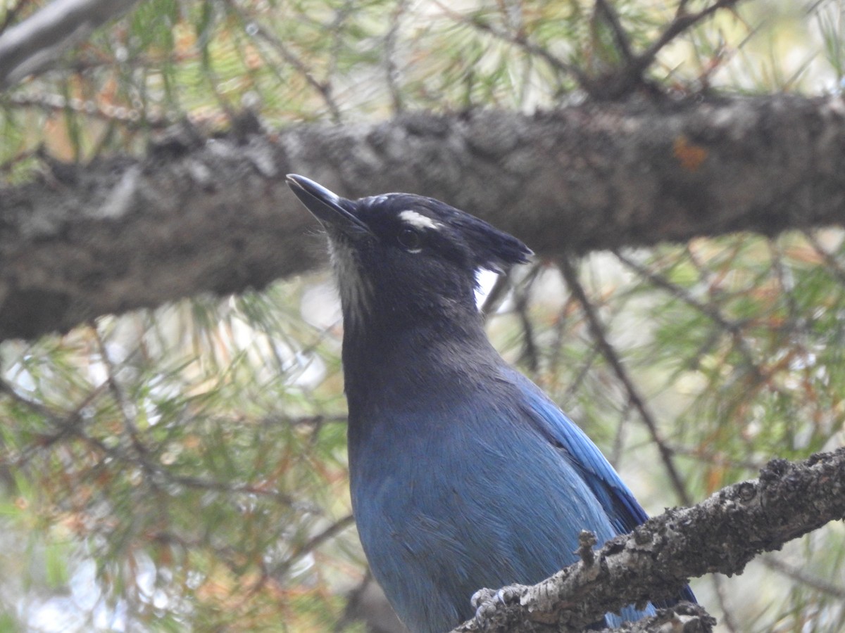 Steller's Jay (Southwest Interior) - Tom Wuenschell