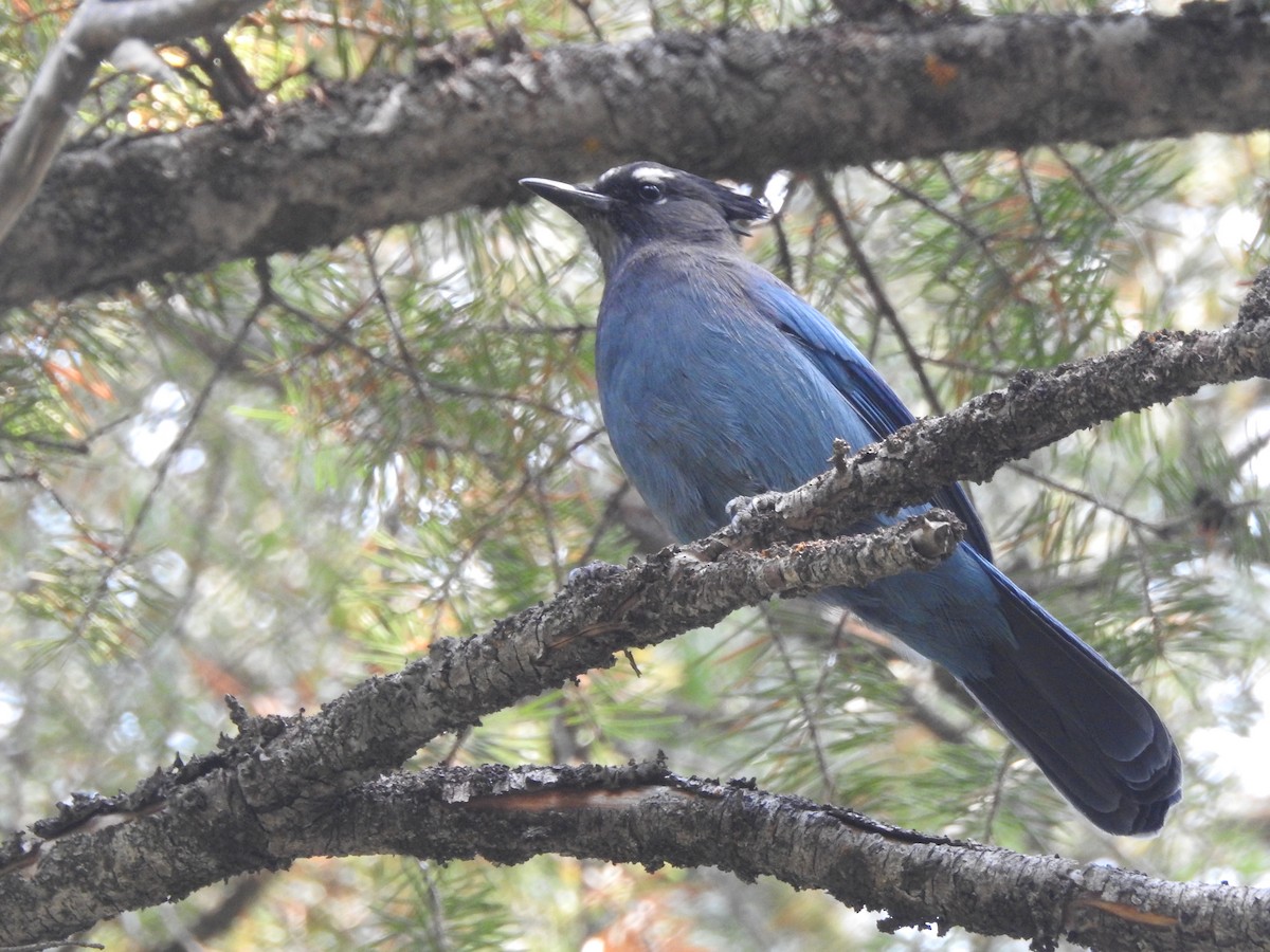 Steller's Jay (Southwest Interior) - ML68244281