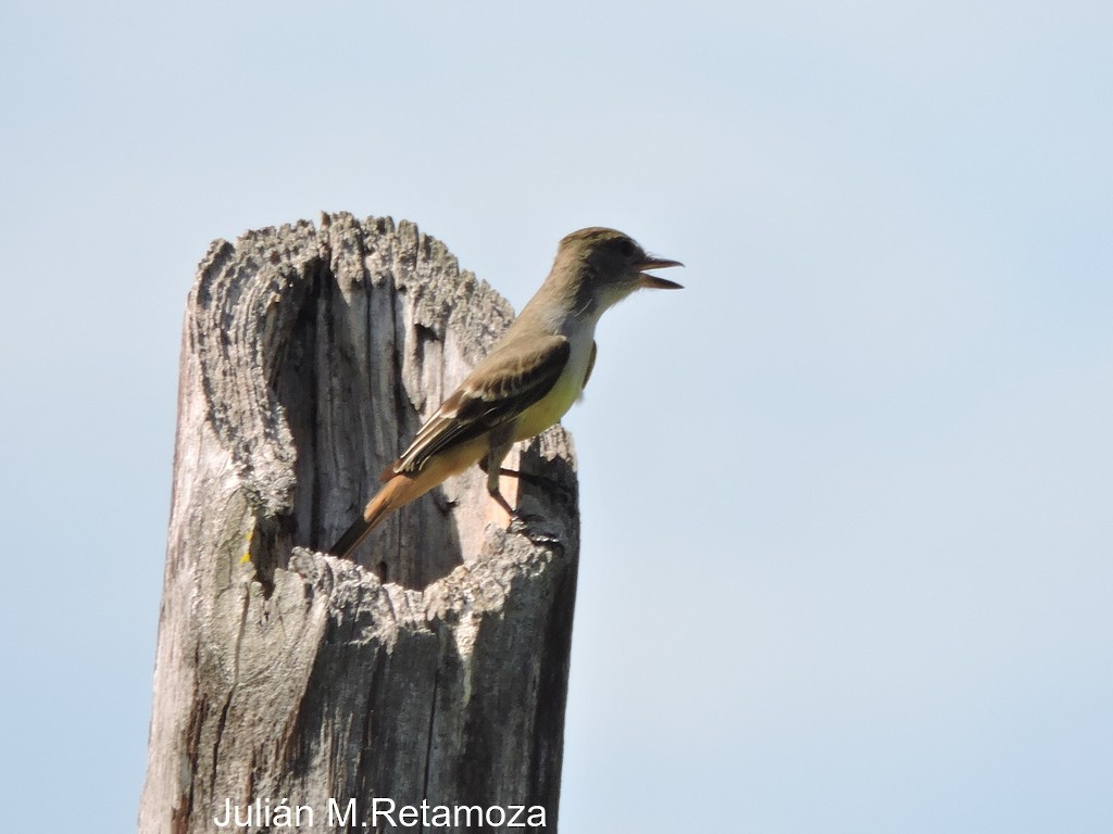 Brown-crested Flycatcher - ML68244531