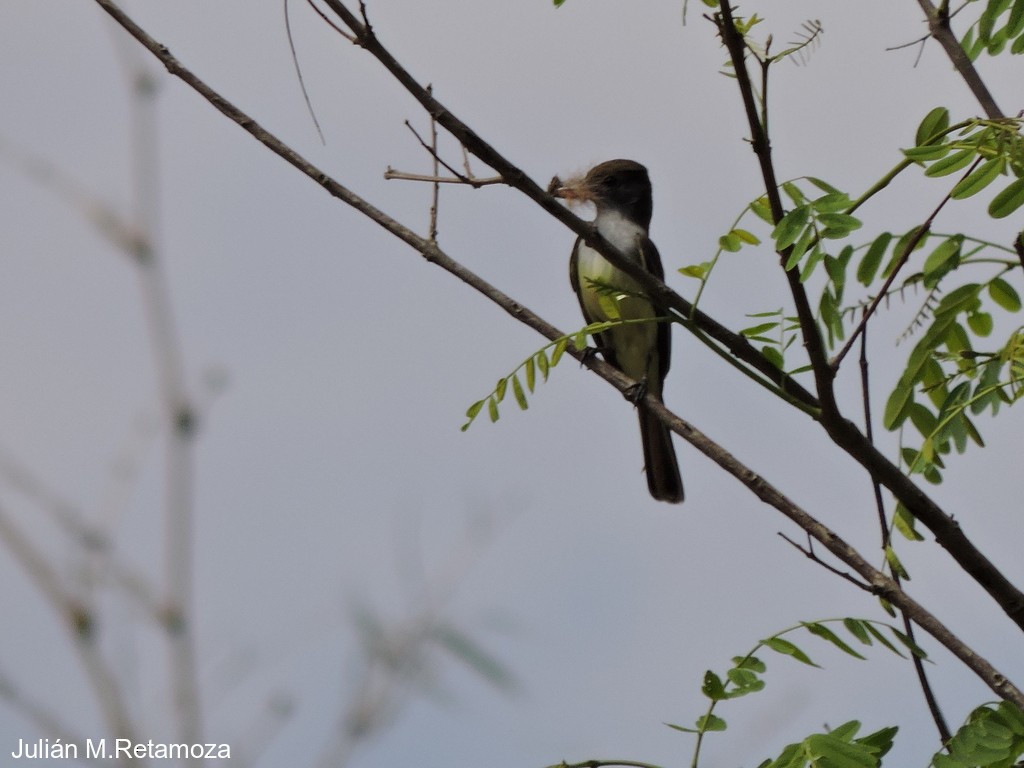 Brown-crested Flycatcher - ML68244541