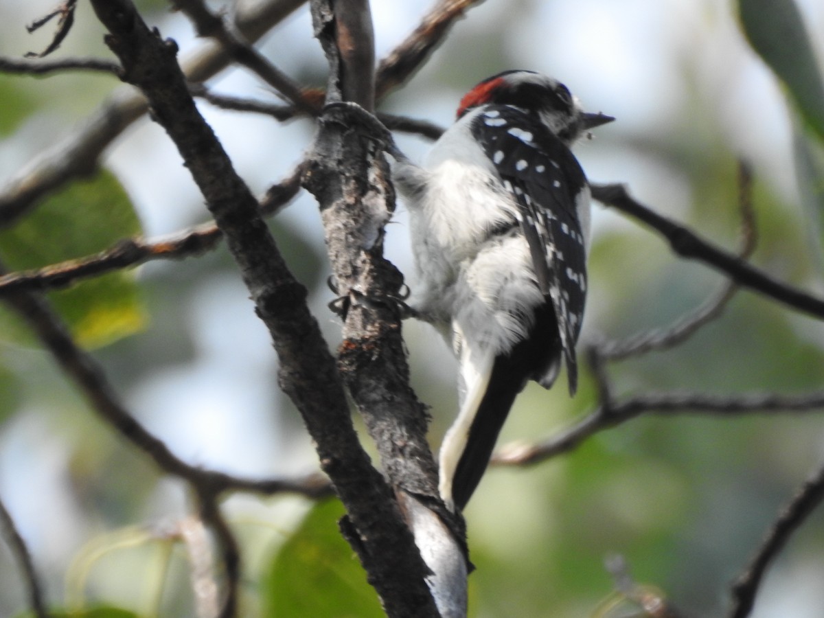 Downy Woodpecker - ML68245001