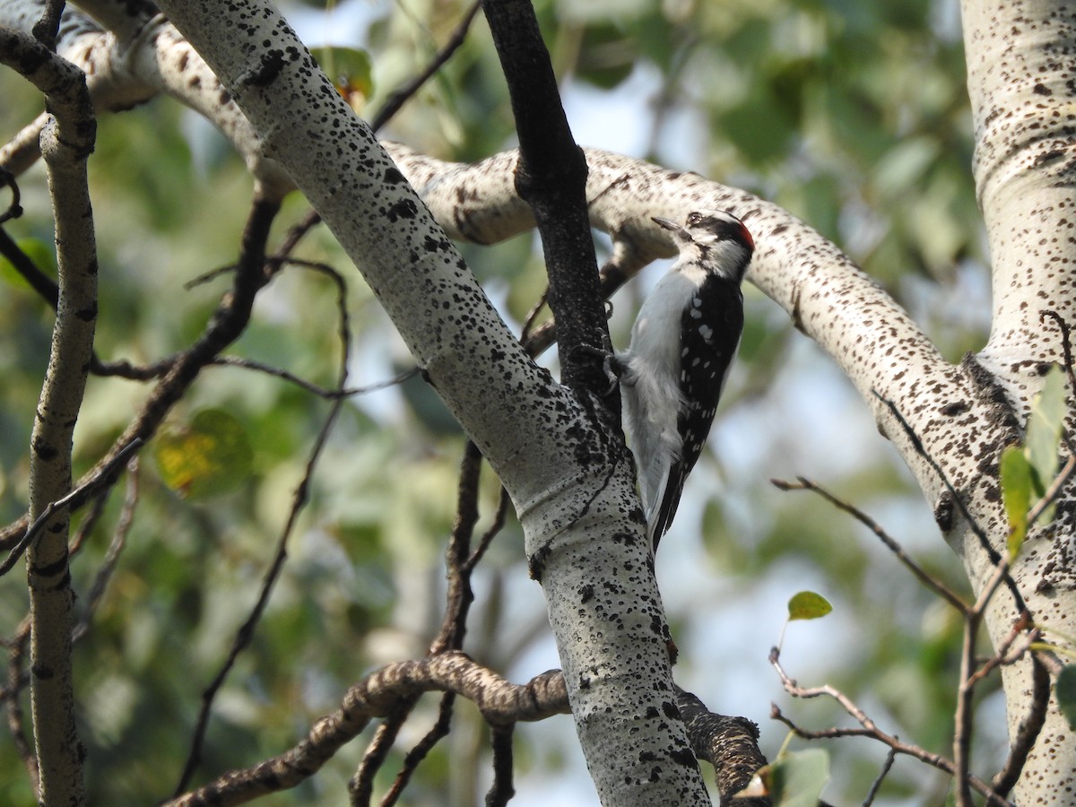 Downy Woodpecker - ML68245011