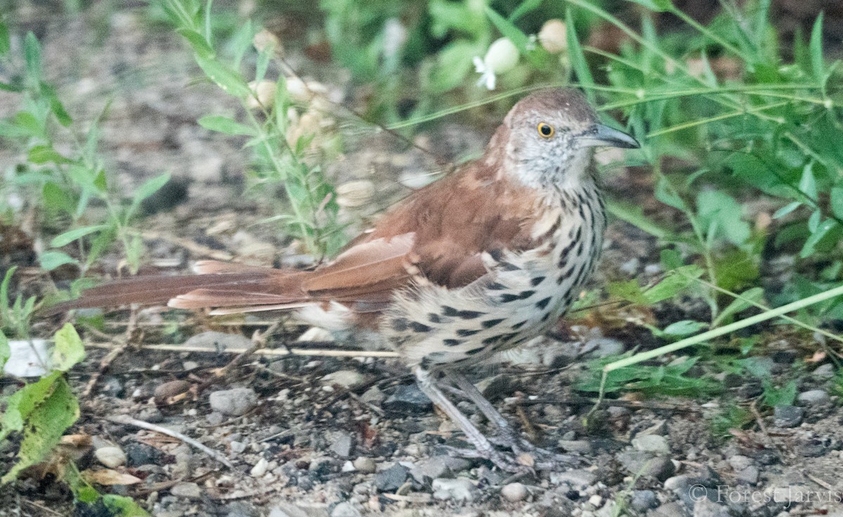 Brown Thrasher - ML68245071