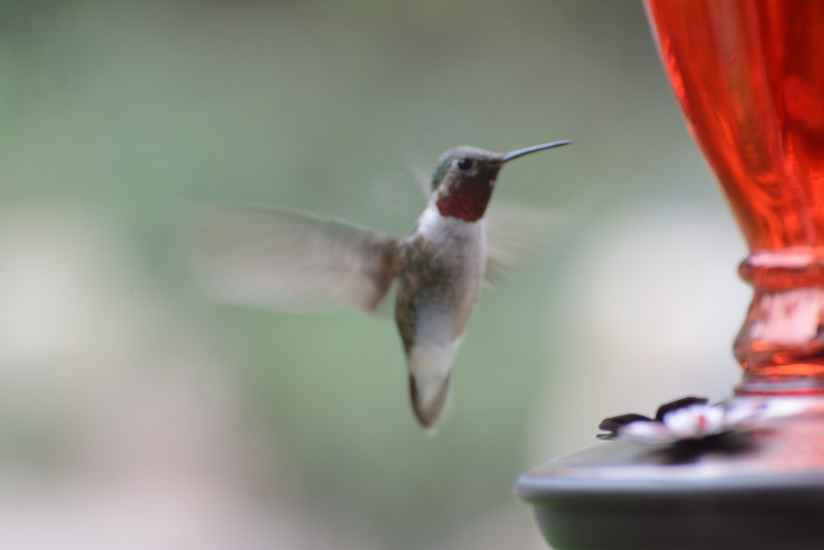 Broad-tailed Hummingbird - ML68246131