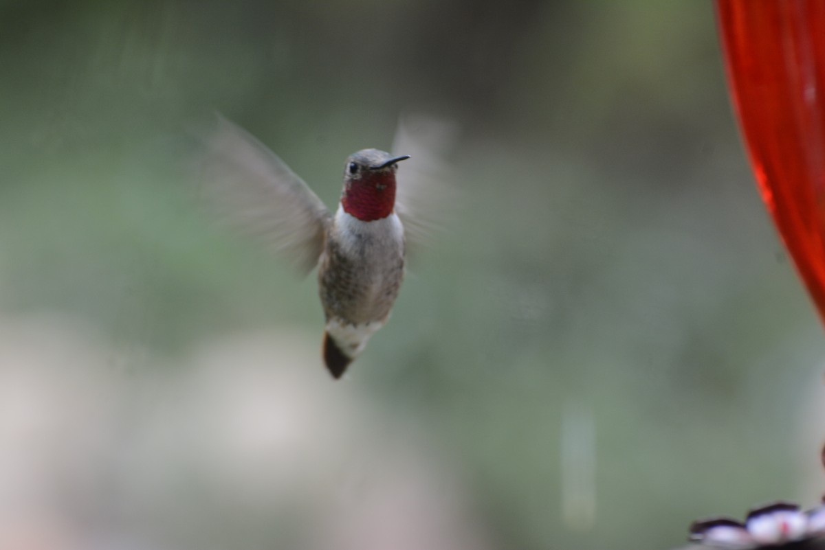 Broad-tailed Hummingbird - ML68246161