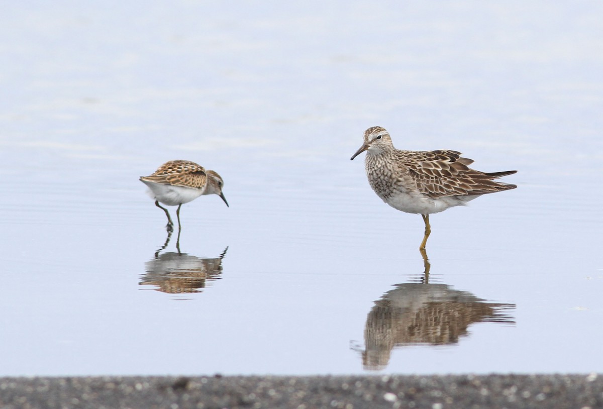 Graubrust-Strandläufer - ML68246941