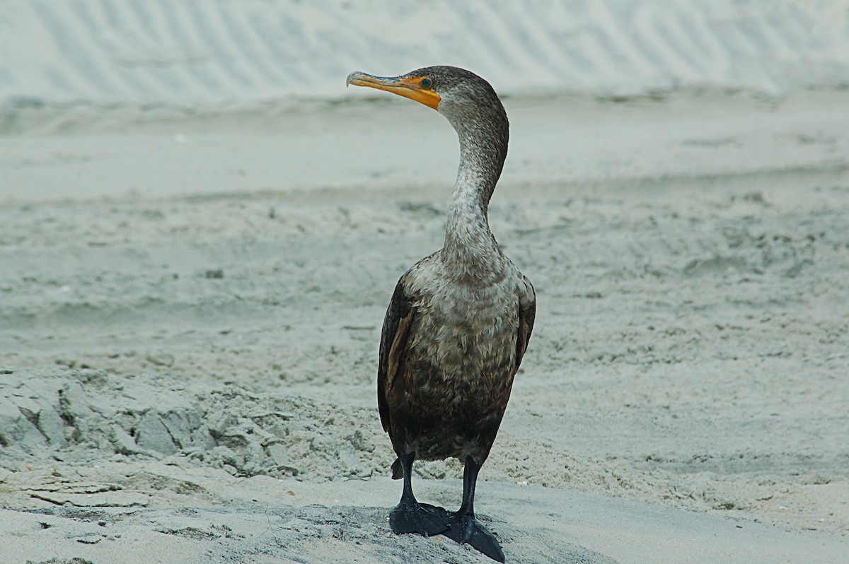 Double-crested Cormorant - ML68247591