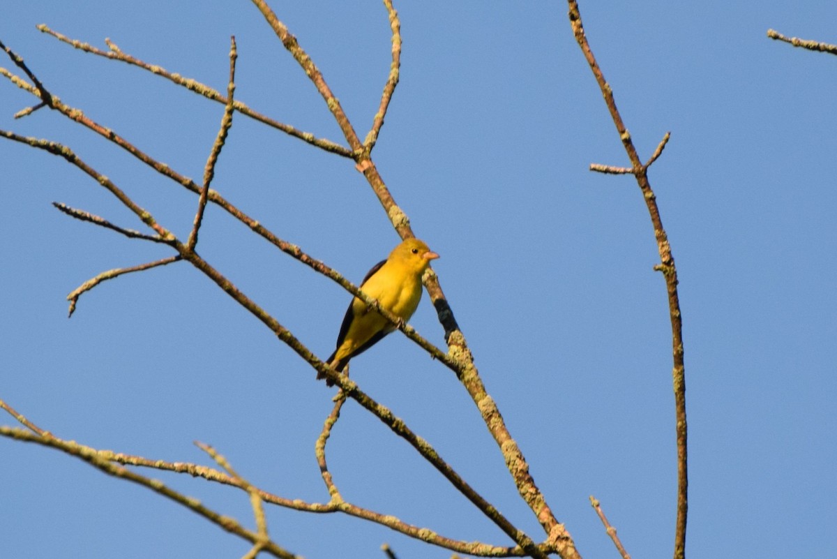 Scarlet Tanager - irina shulgina