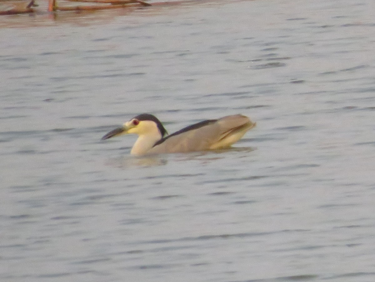 Black-crowned Night Heron - ML68249561