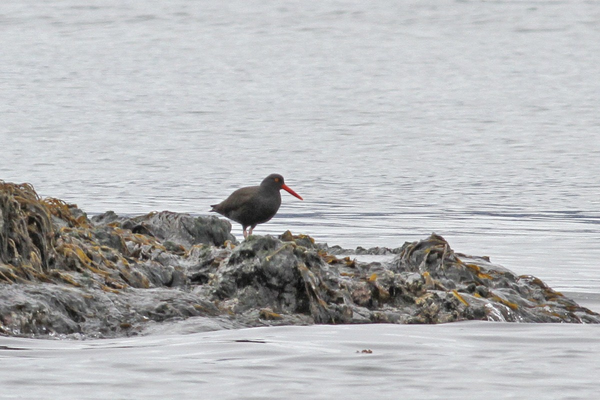 Black Oystercatcher - ML68249571