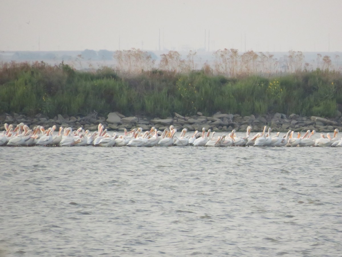 American White Pelican - ML68249641