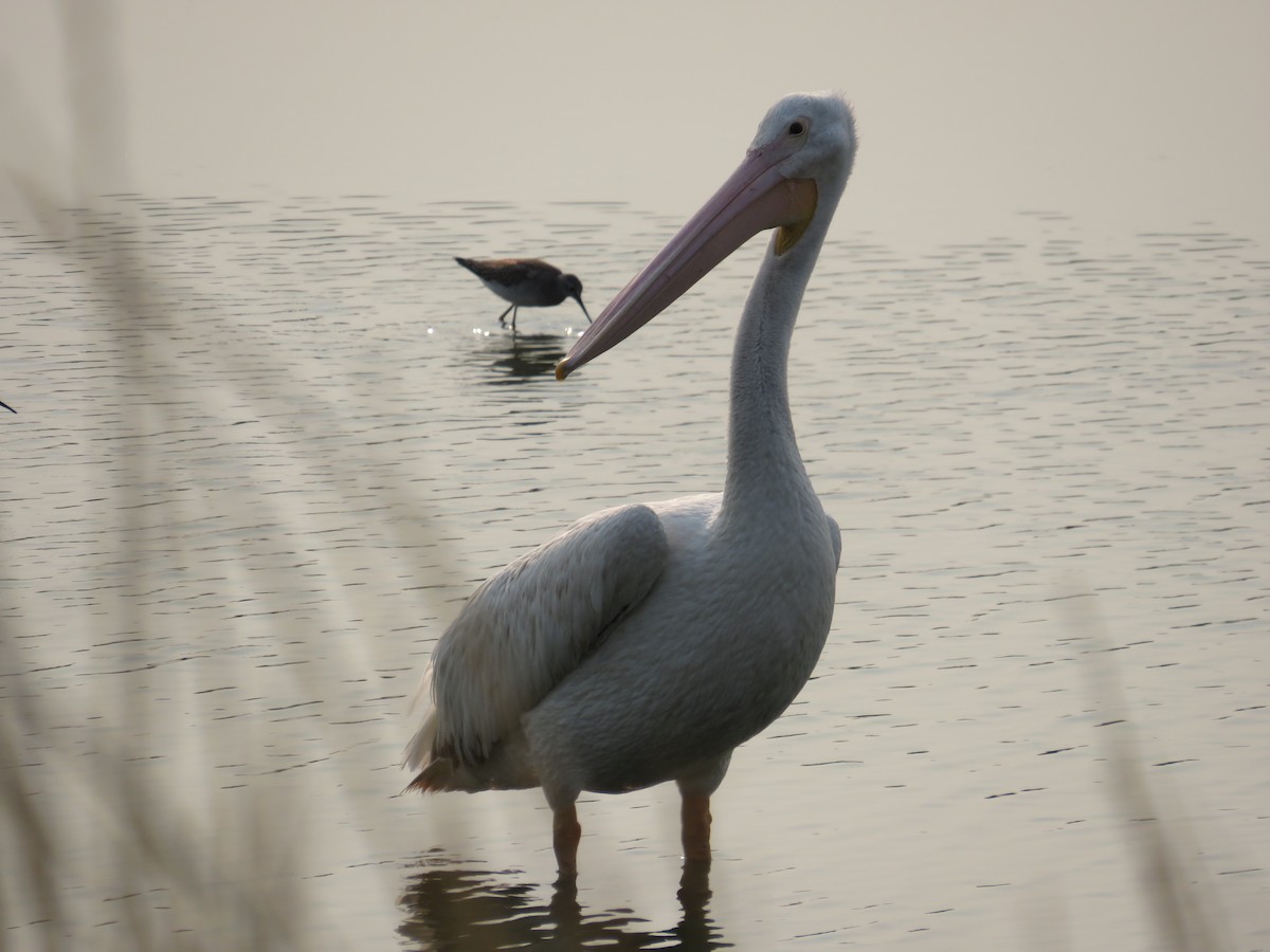 American White Pelican - Liam Berigan