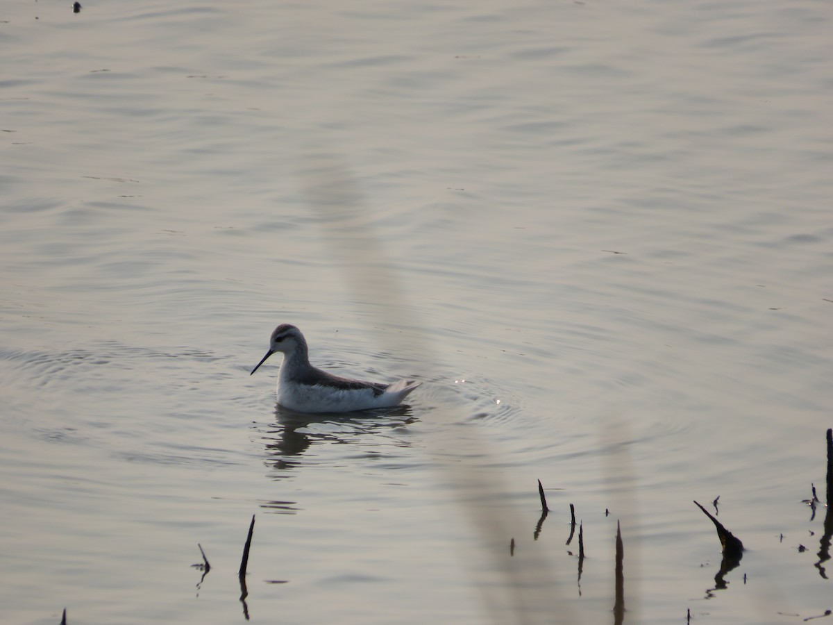 Wilson's Phalarope - ML68249731