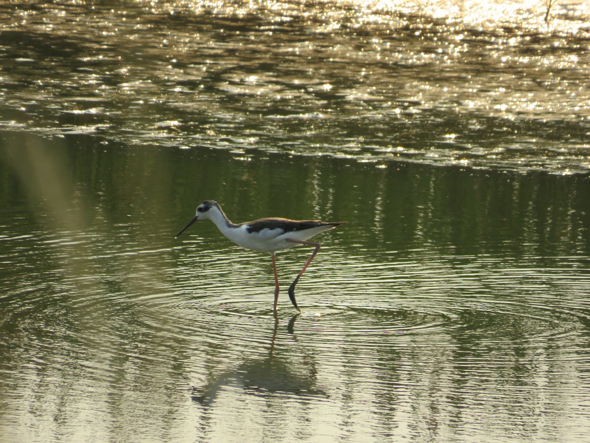 Schwarznacken-Stelzenläufer - ML68249821