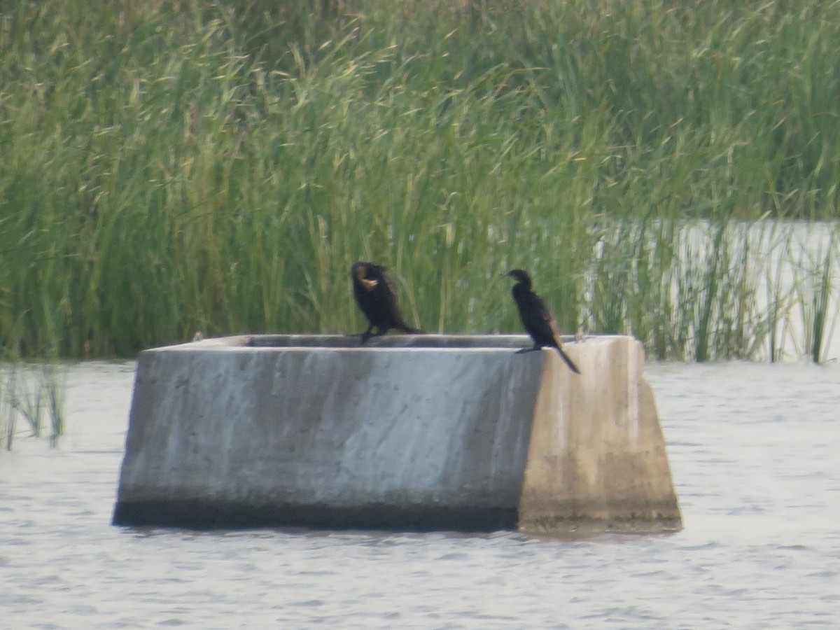 Neotropic Cormorant - ML68250021