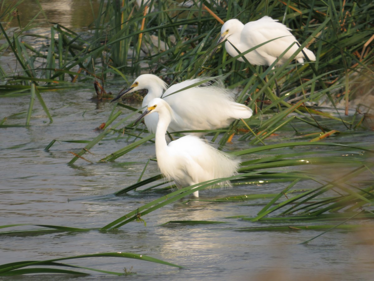 Snowy Egret - ML68250101