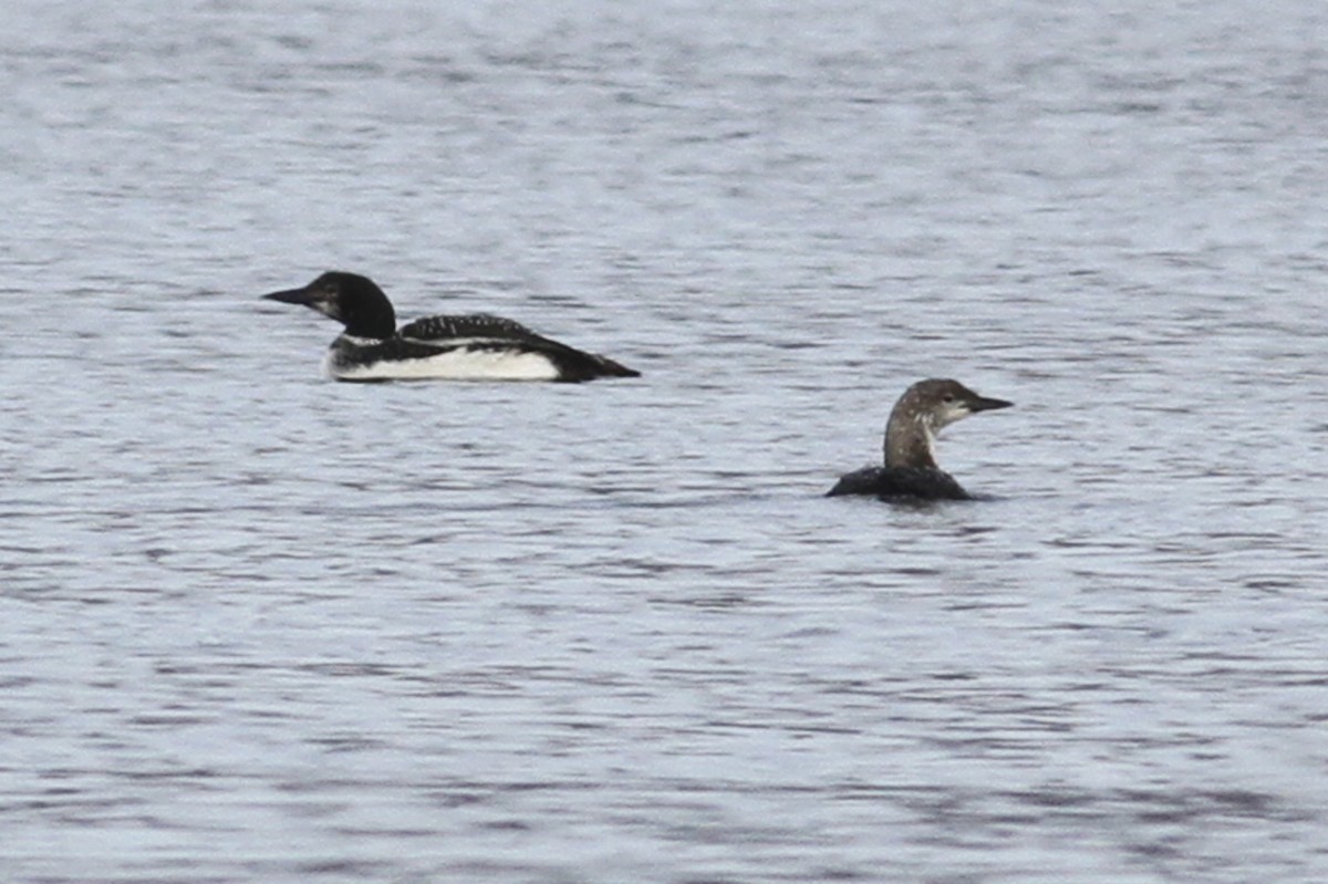 Common Loon - Greg Bodker