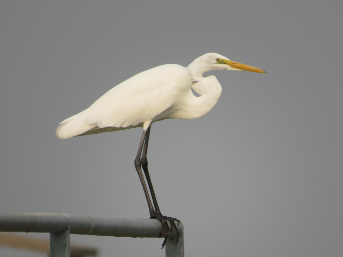 Great Egret - ML68250191