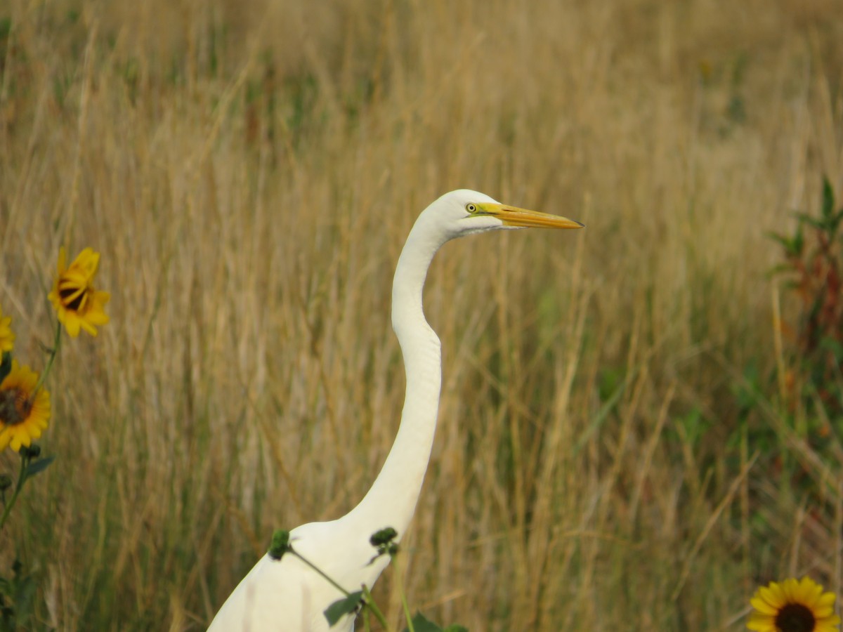 Great Egret - ML68250231