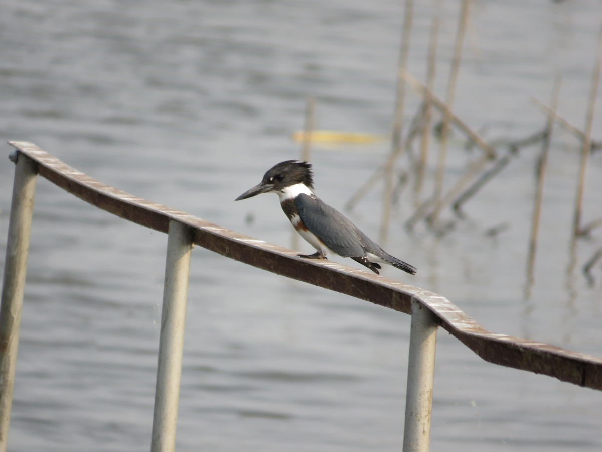 Belted Kingfisher - ML68250391