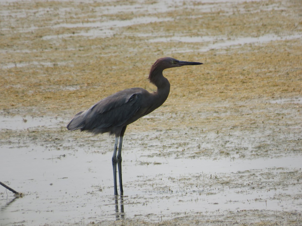 Reddish Egret - ML68250621