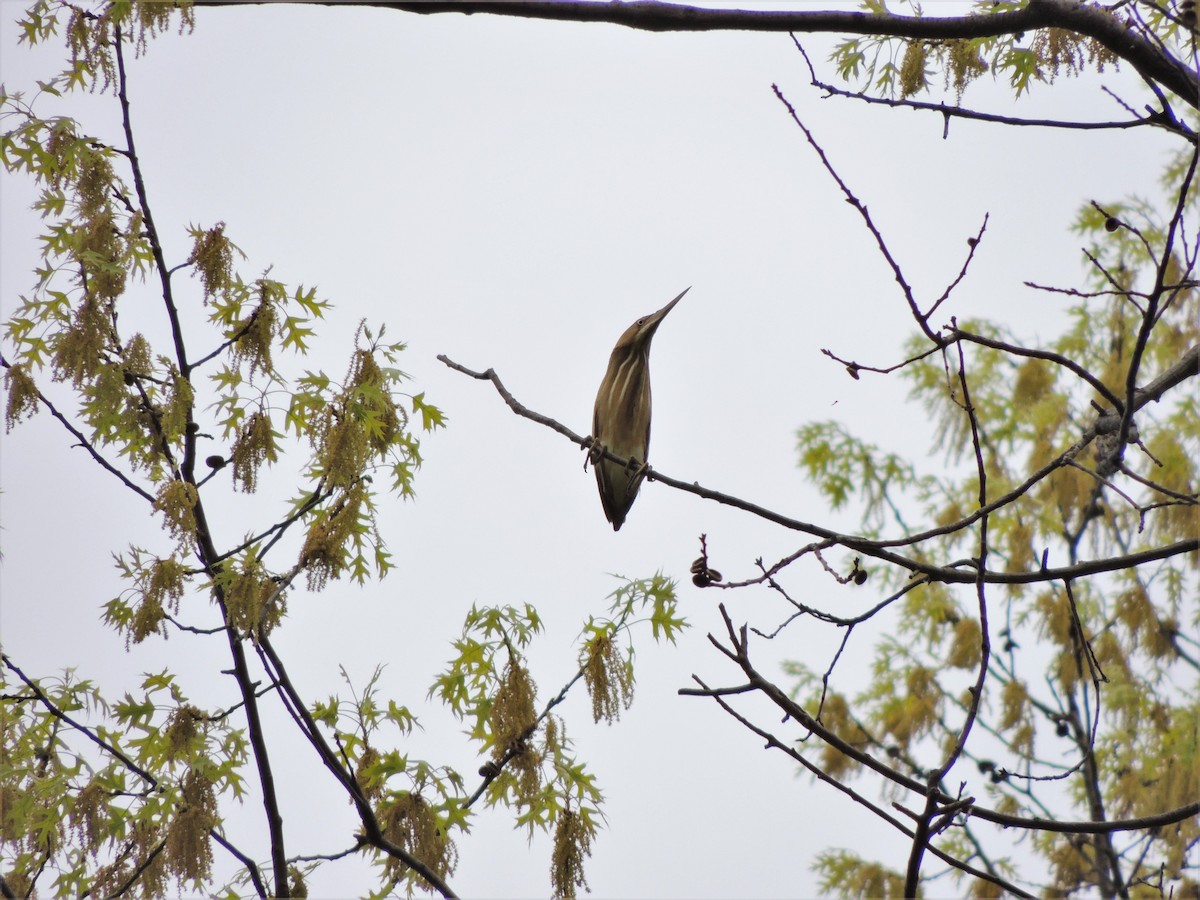 Least Bittern - ML68251031